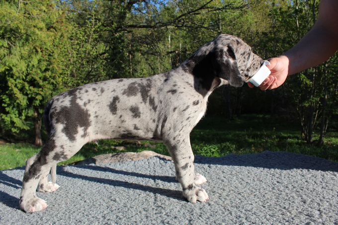 LEJBALMAJ merle hane (mer svart) 8735 gram
