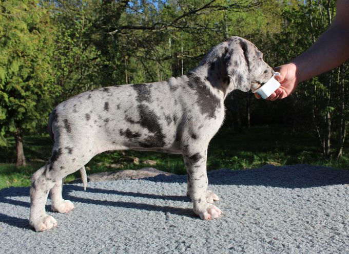 BIEGKEALMA Merle hane 8690 gram