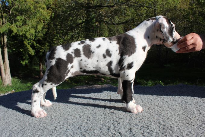 SARAAHKA UPMESTE harlekin tik 8995 gram
