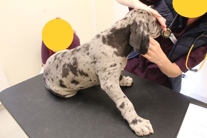 LEJBALMAJ merle hane (mer svart) 10,5 kg 