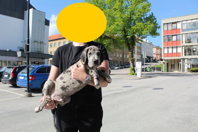 LEJBALMAJ