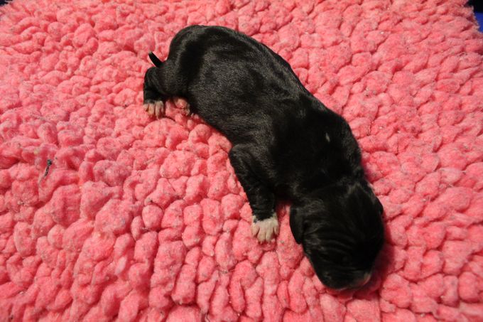 
Sjaman's Farmor Svart tik vita tassar, vitt bröst, vit nos, vit svanstipp och vit prick på nacken. 610
gram född Kl 10.31