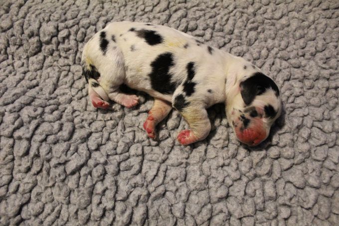 
Sjaman's Bamse Harlekin hane 490 gram född Kl 10.40