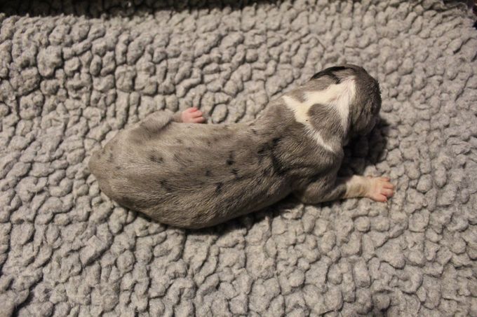 
Sjaman's Lille Skutt Merle mantel hane två rader med vitt i nacken  545 gram född Kl 11.56