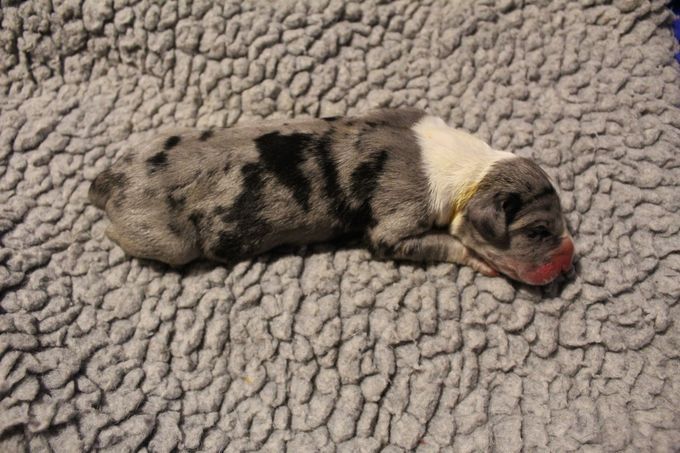 
Sjaman's Reinard Räv Merle mantel hane med bred vit krage 560 gram född Kl 13.54
