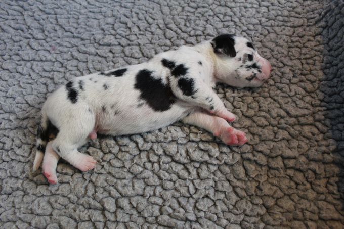 Sjaman's Bamse Harlekin hane 765 gram 