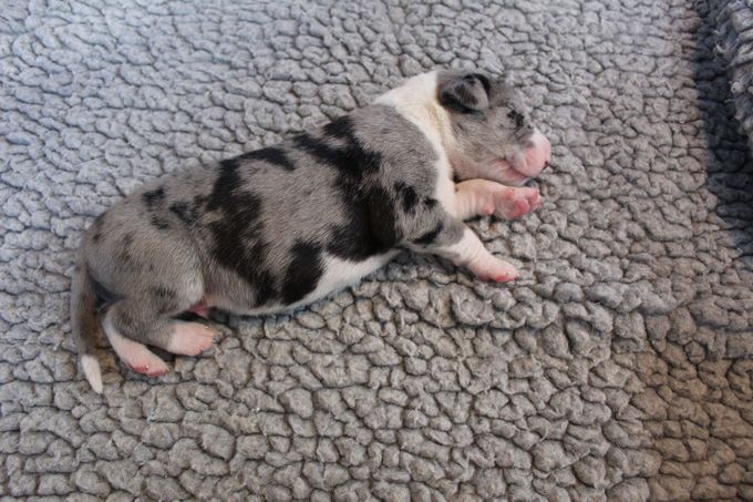 Sjaman's Reinard Räv Merle mantel hane med bred vit krage 935 gram 