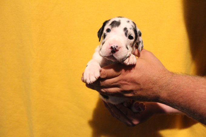 Sjaman's Bamse Harlekin hane 1710 gram
