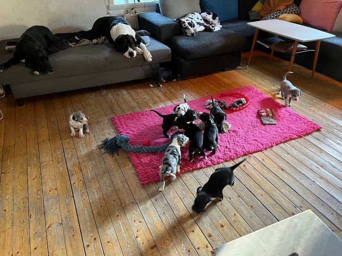 Fullt ös bland valparna. Från vänster i sofforna mormor Ellen och hennes bror Eskil samt mamma Stella. 