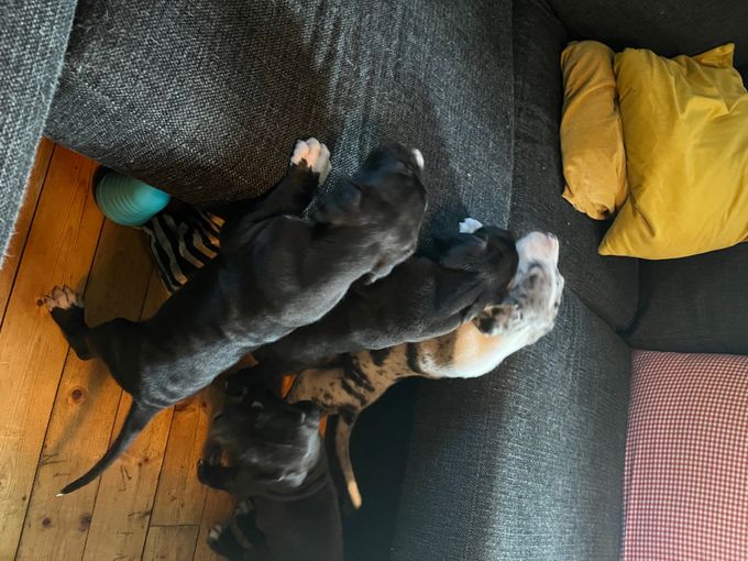 Vi ska upp i soffan !! Lyft upp oss nu genast skriker vi i kör och självklart skriker farmor högst! 