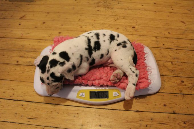 Sjaman's Bamse Harlekin hane 4685 gram