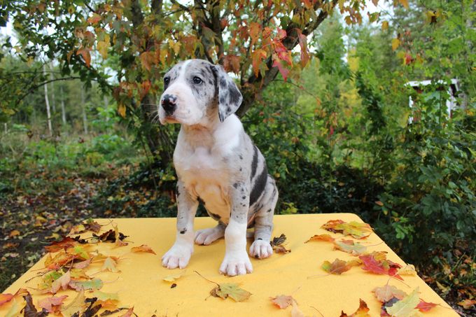 Sjaman's Reinard Räv Merle mantel hane med bred vit krage 7745 gram