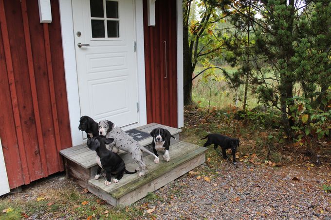 Men hallå öppna dörren till bastun vi vill undersöka den! 