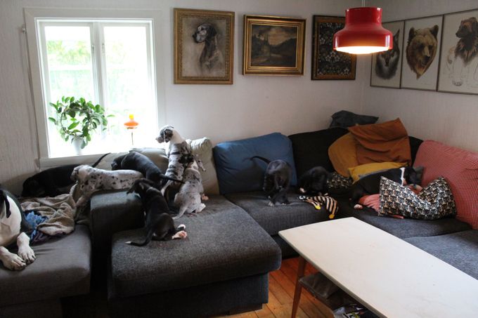 Det är så roligt att vara på soffan <3 