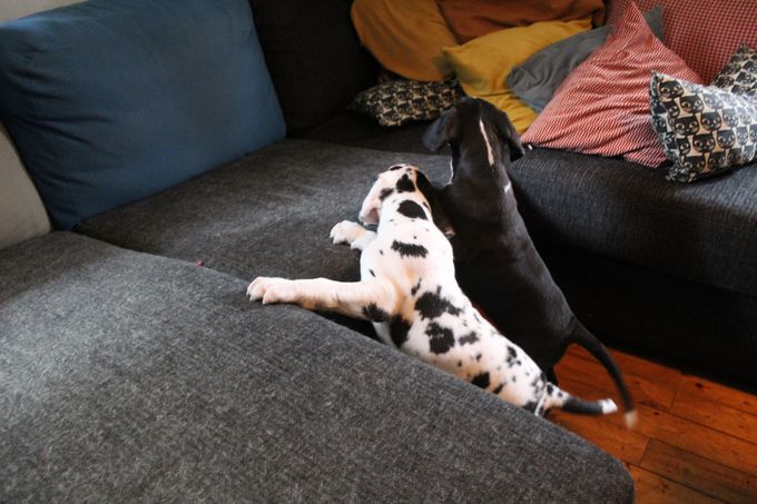 Bamse och Hia-Hia ska bara upp i soffan !!  