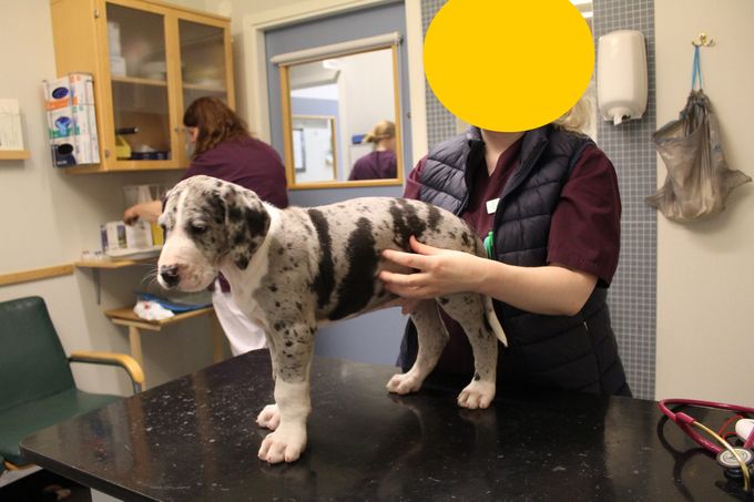 Sjaman's Reinard Räv Merle mantel hane med bred vit krage 9760 gram