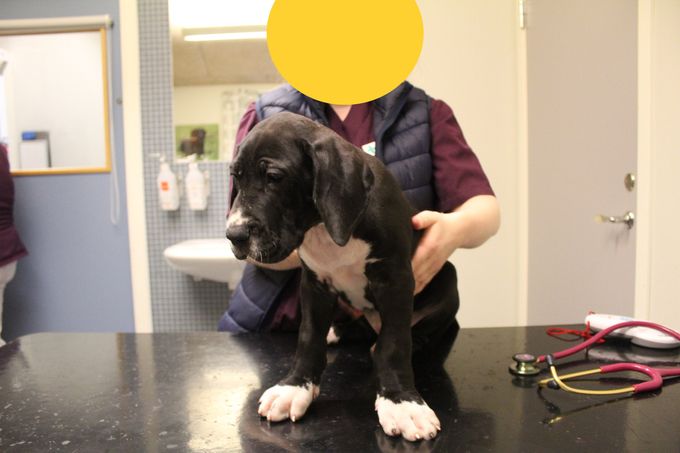 Sjaman's Farmor Svart tik vita tassar, vitt bröst, vit nos, vit svanstipp och vit prick på nacken  9200 Gram