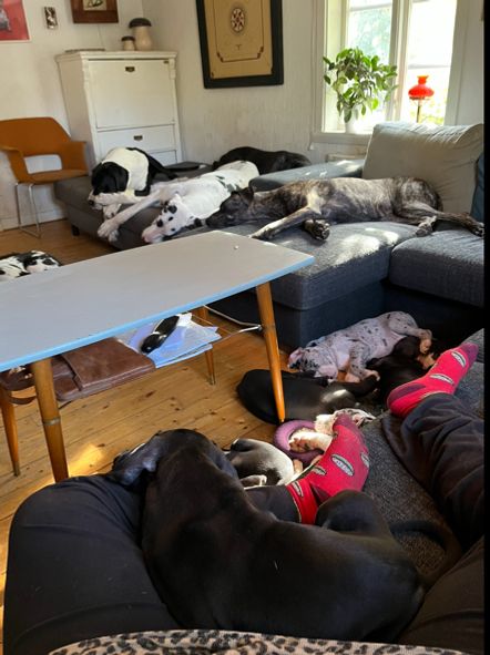 Redan 8 veckor gamla nu och vad vi äter! Soffan och skor det är livet för valparna, så man får allt gömma undan skorna. Valparna springer långt ifrån huset och utforskar nu. Vi har gått nån enstaka promenad med koppel och det är konstigt tycker valparna som vill klia av sig halsbandet och bita i kopplet. Bilderna från veterinären är tagna i fredags där alla 10 valparna blev utan anmärkning på besiktningen det var katten Jansson som hade båda kulorna men inte riktigt på plats än. Vikterna är tagna idag, söndag. Denna kull har det varit fullt ös med och toppen mentalitet på alla 10 glada och framåtgående valpar. Skulle även kunna beskriva dom som 10 pirayor eller raptorer som är galna i ens tår och hår och bita det kan dom HÅÅÅRT! 